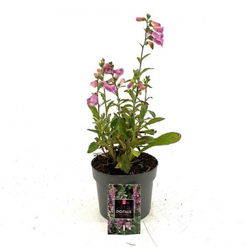 Digitalis 'Panther'