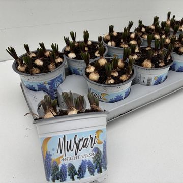 Muscari 'Night Eyes'