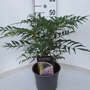 Mahonia eurybracteata METEOR