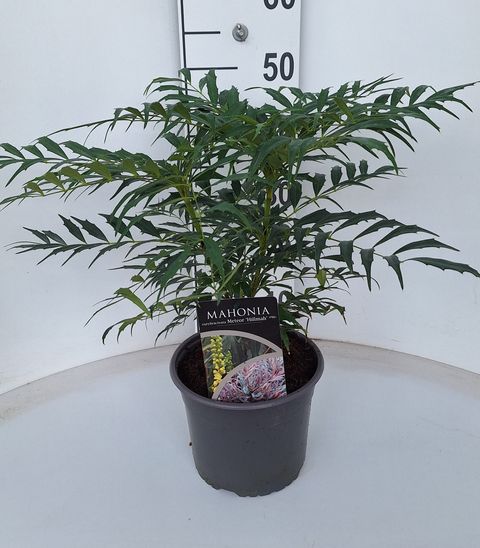 Mahonia eurybracteata METEOR