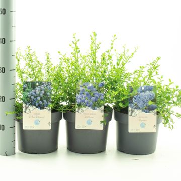 Ceanothus MIX