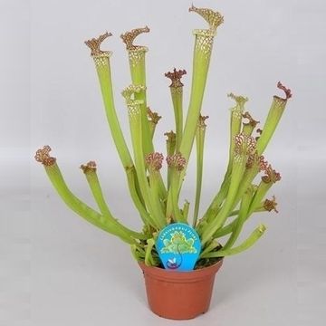 Sarracenia x readii 'Farnhamii'