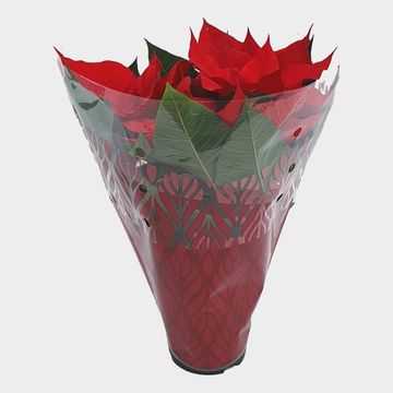 Euphorbia pulcherrima CHRISTMAS UNIVERSE