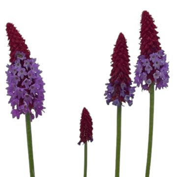 Primula vialii