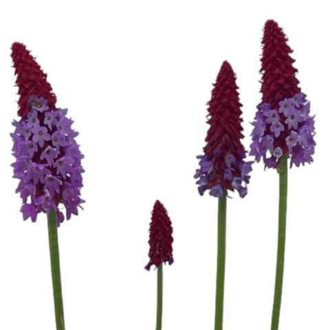 Primula vialii