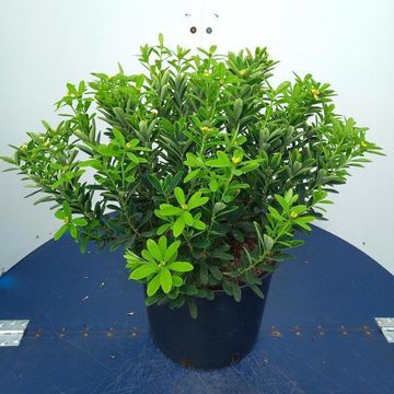 Daphne gemmata 'Royal Crown'