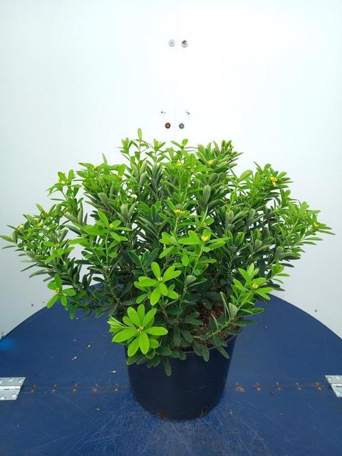 Daphne gemmata 'Royal Crown'
