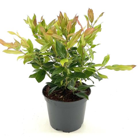 Leucothoe 'Zeblid'