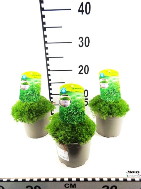 Scleranthus biflorus