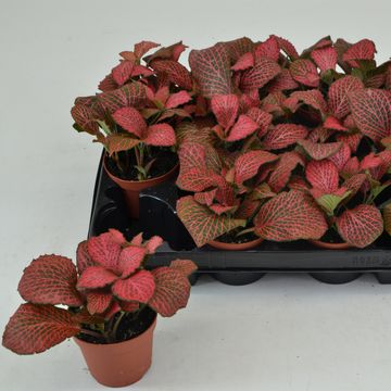 Fittonia MOSAIC PINK DIAMOND