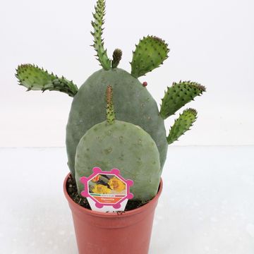 Opuntia ficus-indica