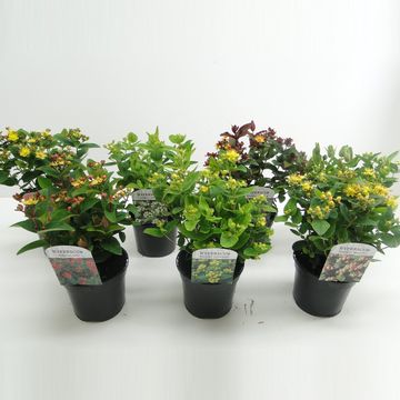 Hypericum x inodorum MAGICAL MIX