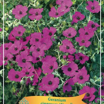 Geranium cinereum 'Signal'