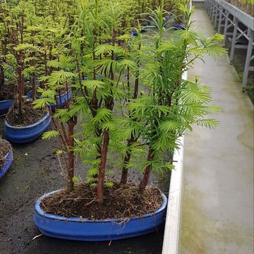 Metasequoia glyptostroboides