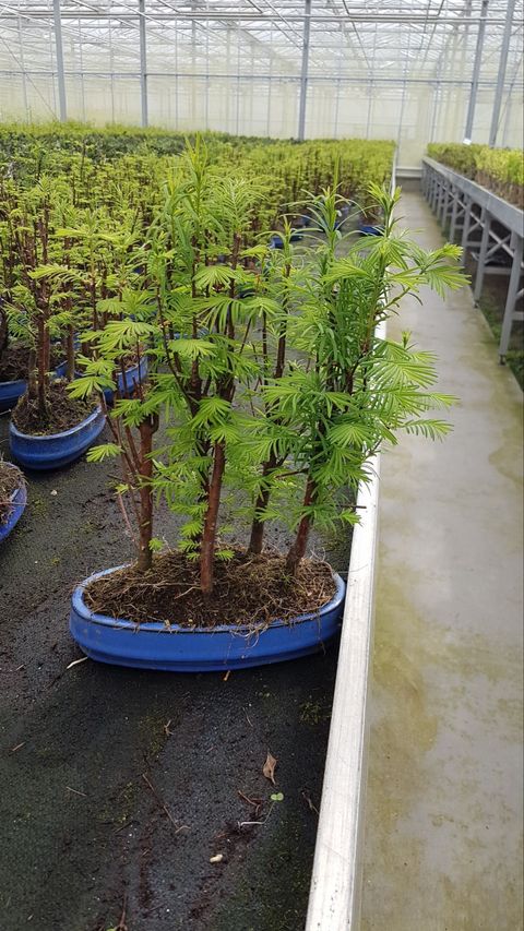 Metasequoia glyptostroboides