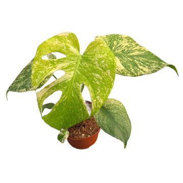 Μονστέρα MINT