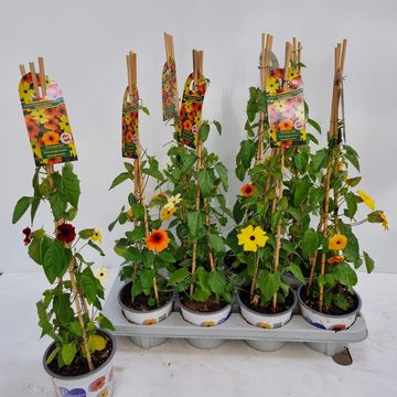 Thunbergia alata