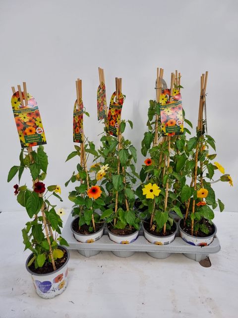 Thunbergia alata