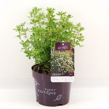 Potentilla fruticosa CRÈME BRULÉE