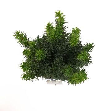 Taxus baccata 'Fastigiata'