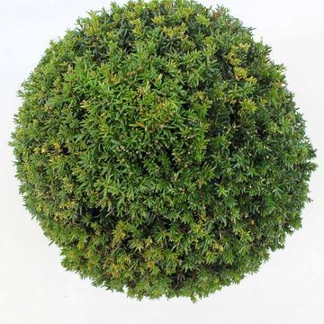 Taxus baccata