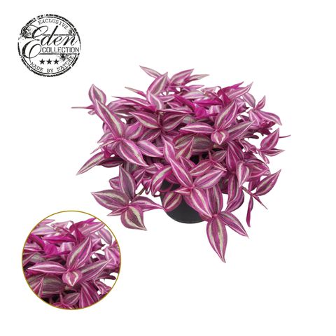 Tradescantia 'Pink Paradise'