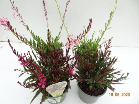 Gaura lindheimeri MIX