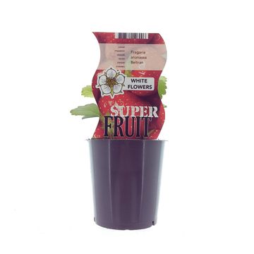 Fragaria x ananassa 'Beltran'