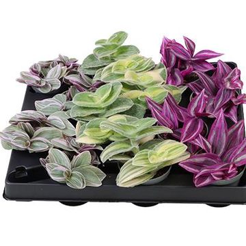 Tradescantia MIX