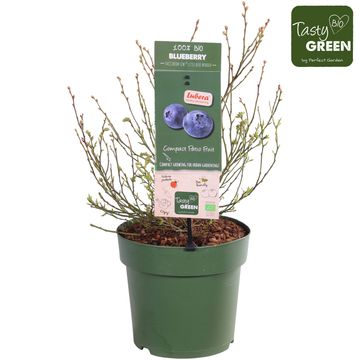 Vaccinium corymbosum LOWBERRY LITTLE BLUE WONDER