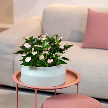 Anthurium KARMA LIPA