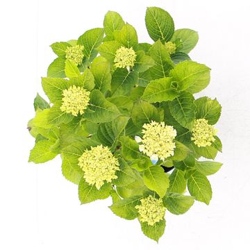 Hydrangea macrophylla ROYALTY FABOLO BLUE