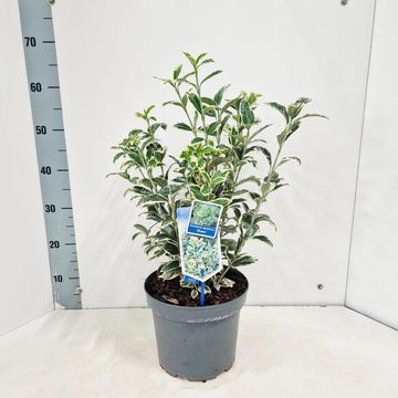 Euonymus japonicus 'Bravo'