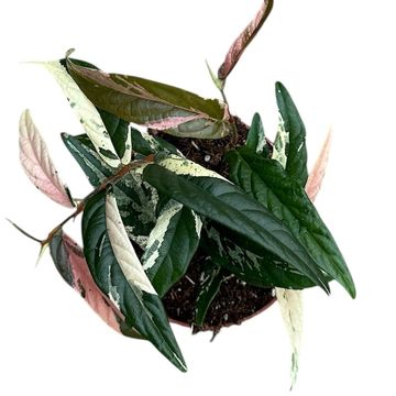 Ficus sagittata 'Variegata Pink'
