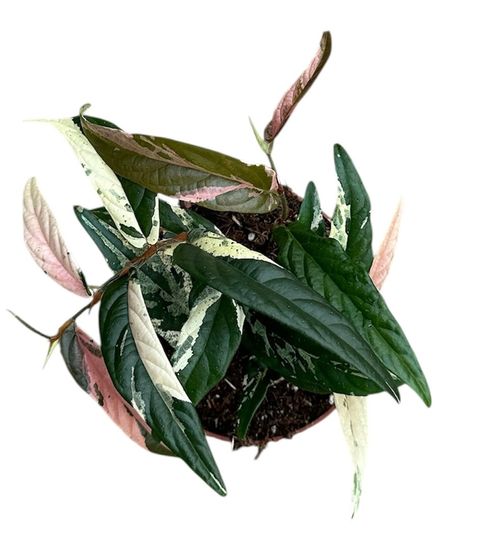 Ficus sagittata 'Variegata Pink'