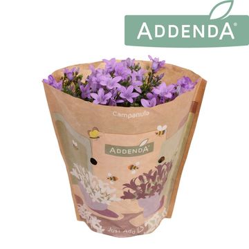 Campanula portenschlagiana 'Ambella Lavender'