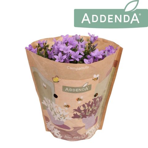 Campanula portenschlagiana 'Ambella Lavender'