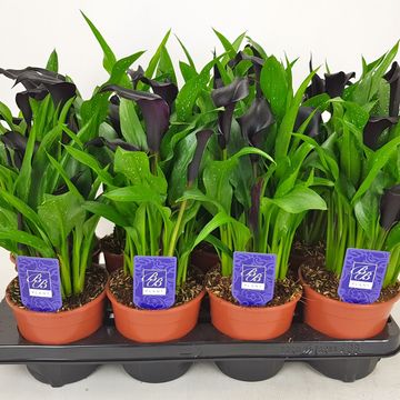 Zantedeschia 'Black Hero'