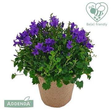 Campanula portenschlagiana AMBELLA INTENS PURPLE