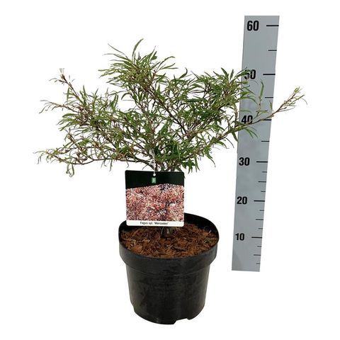 Fagus sylvatica 'Mercedes'