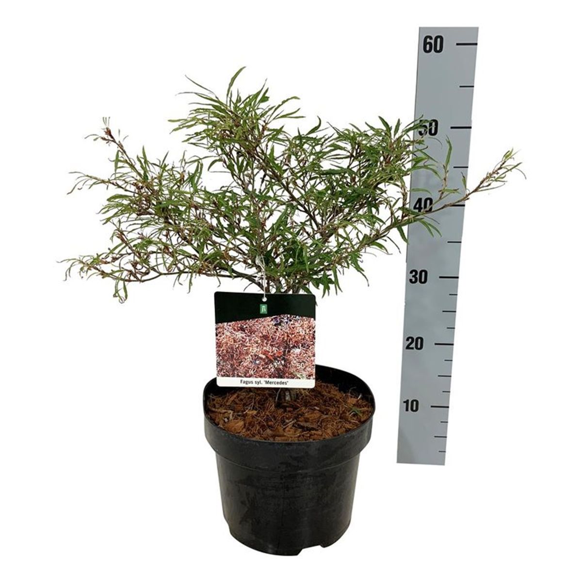 Fagus sylvatica 'Mercedes'  Plant Wholesale FlorAccess