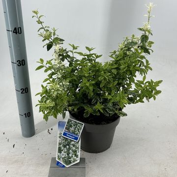 Euonymus fortunei 'Harlequin'