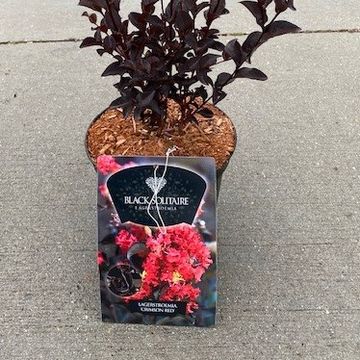 Lagerstroemia indica CRIMSON RED