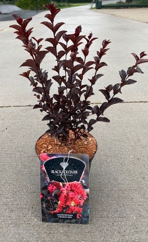 Lagerstroemia indica CRIMSON RED