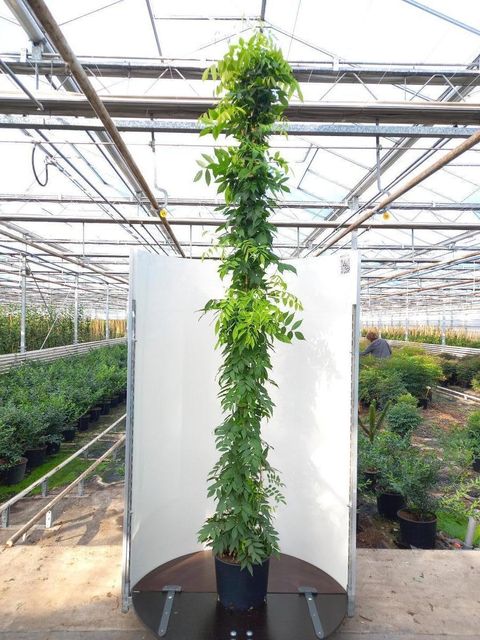 Wisteria sinensis 'Prolific'