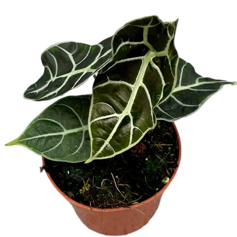 Alocasia 'Watsonia' (JM plants)