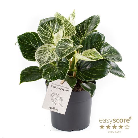 Philodendron bipinnatifidum 'Little Hope' — Plant Wholesale FlorAccess