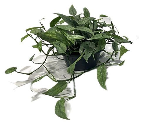 Epipremnum pinnatum 'Cebu Blue'