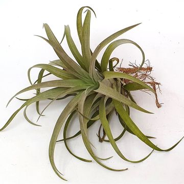 Tillandsia 'Capito'