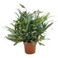 Phlebodium aureum 'Blue Star'